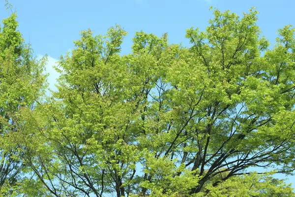 Mooie Groene Bladeren Aan Boom Het Voorjaar — Stockfoto