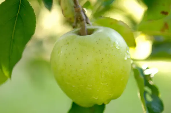 庭の木にリンゴを熟した クローズ アップ — ストック写真