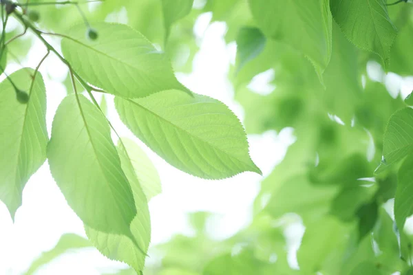 Verse Lente Groene Bladeren Boom Natuur Achtergrond — Stockfoto