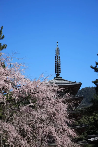 Japonya Kiraz Çiçeği — Stok fotoğraf