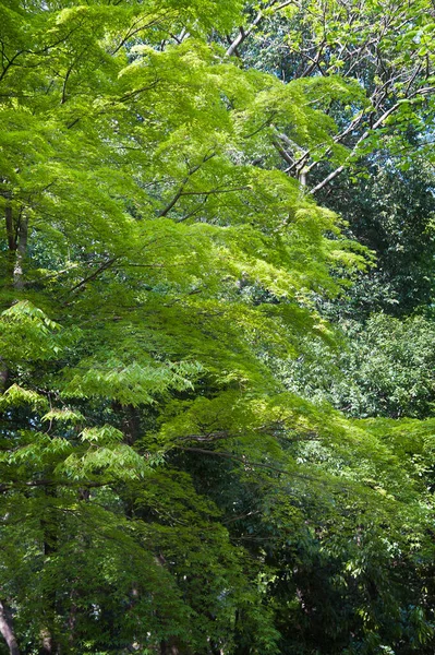 Green Leaves Forest — Stock Photo, Image