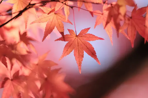 Sonbahar Yaprakları Ağaçlarda Sonbahar Mevsimi — Stok fotoğraf