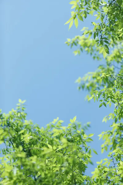 Primavera Verde Árvore Fundo — Fotografia de Stock