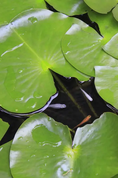 Zelené Lotos Listy Rybníku Přírodním Pozadí — Stock fotografie