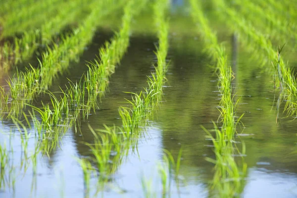 Yağmur mevsiminde pirinç tarlaları