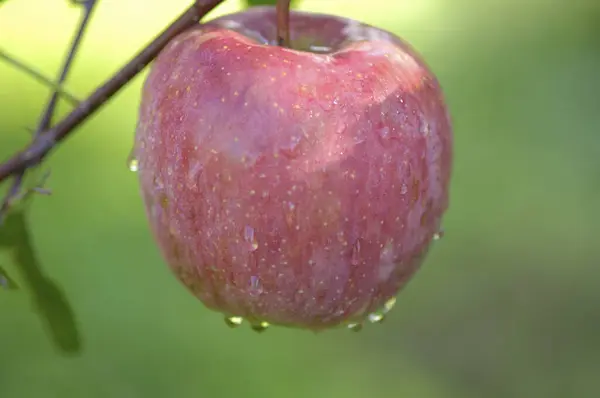 水滴で新鮮な赤いリンゴを閉じる — ストック写真