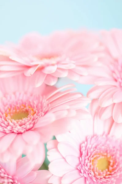 Beautiful Flowers Close View Summer Concept — Foto Stock