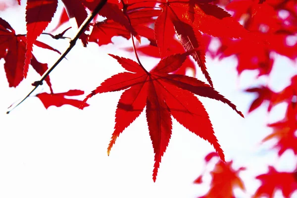 Κόκκινα Φύλλα Σφενδάμου Φθινόπωρο — Φωτογραφία Αρχείου