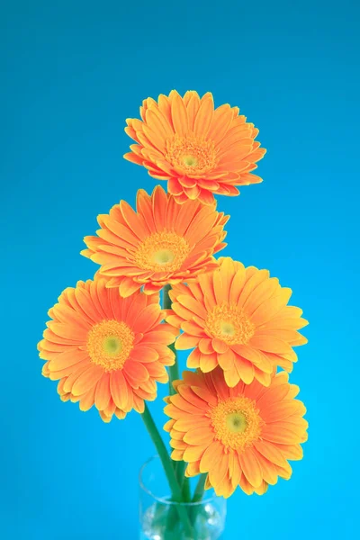Fiori Calendula Arancioni Arancioni — Foto Stock