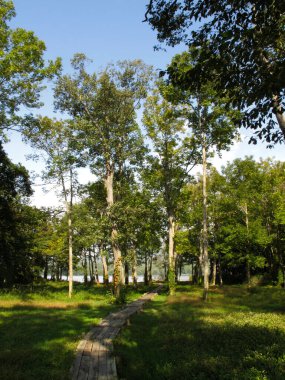 Ormandaki ahşap patika nehre çıkar.