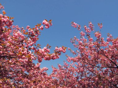 Pembe kiraz çiçeğinin doğa manzarası