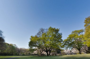 Ormanın güzel manzarası