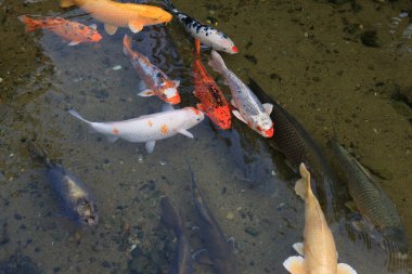 Sazan Hagi, Ayva Nehri