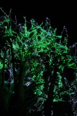 Gece vakti yeşil ışıklarla süslenmiş ağaçlar.