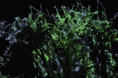 Gece vakti yeşil ışıklarla süslenmiş ağaçlar.