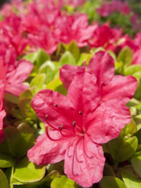 pembe ve kırmızı açelya çiçekleri.