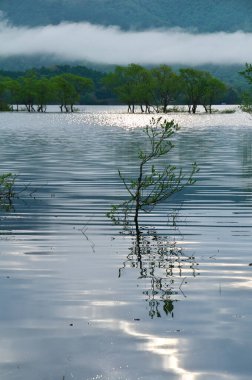 Ormanda gölü olan güzel bir manzara.
