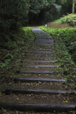 Ormandaki merdivenler
