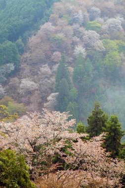 Ağaçlarda açan güzel bahar çiçekleri