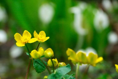 İnanılmaz çiçekler, yakın görüş, bitki konsepti.