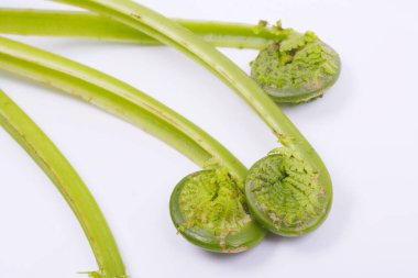 Beyaz arkaplanda izole edilmiş küçük yeşil bitkiler