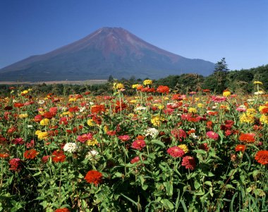 Fuji Dağı tarlada çiçeklerle 