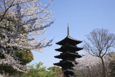 Japonya 'da kiraz çiçeği