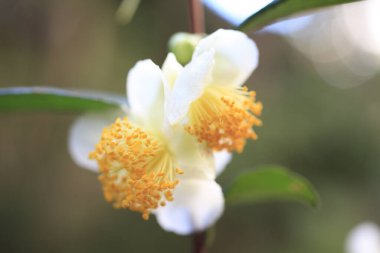 Yaz çiçeklerinin taçyapraklarına yakın.