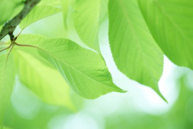 Ağaçta taze bahar yeşili yapraklar. Doğa arkaplanı