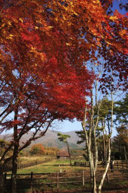 Sonbahar manzarası, ormandaki renkli yapraklar.