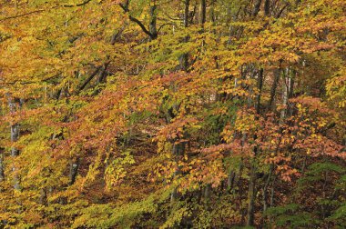 Parlak renkli sonbahar yaprakları, sonbahar bitkileri 