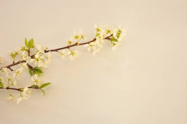 Güzel çiçekler, yakın görüş, bitki konsepti.