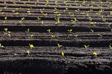 Toprakta büyüyen genç lahana filizleri. Çiftlik arazisinde taze lahana filizleri. organik fidanlar büyüyor 