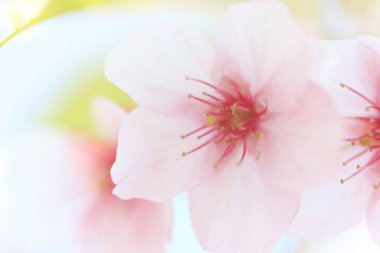 Kiraz çiçekleri güzel bir arka plan. 