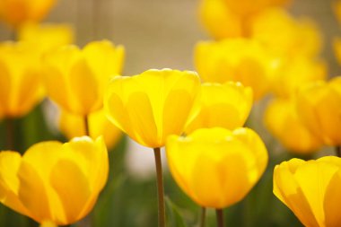 Güzel sarı laleler tarlada büyüyor.