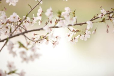 Bahçe güzel bahar çiçeği