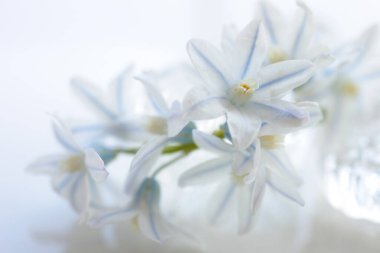 İnanılmaz çiçekler, yakın görüş, bitki konsepti.