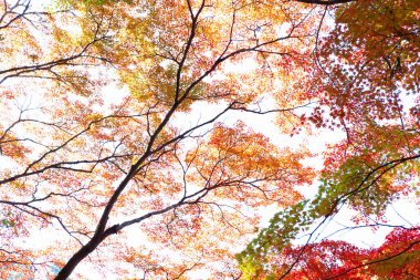 Kırmızı akçaağaçlı güzel sonbahar arkaplanı