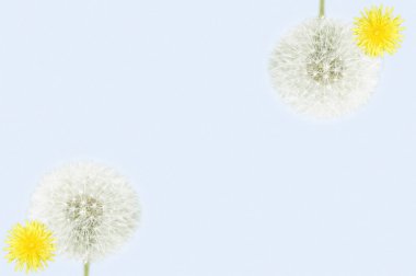 Çiçekli yaz çiçekleri