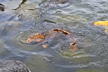 Havuzda yüzen güzel koi balıkları       