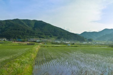 pirinç tarlaları ve teraslı tarlalar güneşli bir günde