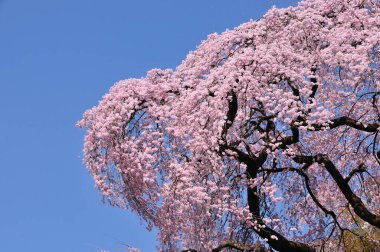 Mavi gökyüzünün üzerinde kiraz ağacı 