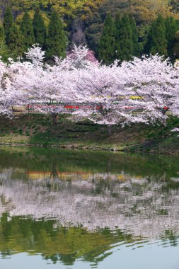 Tokyo 'da Japonya' da kiraz çiçekleri