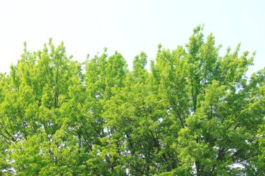 Bahçede yeşil yapraklar ve mavi gökyüzü