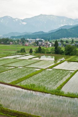 pirinç tarlaları ve teraslı tarlalar güneşli bir günde