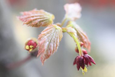 doğa kırmızı çiçekler