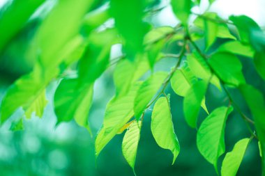 Ağaçta taze bahar yeşili yapraklar. Doğa arkaplanı