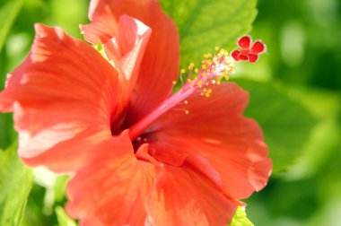 Bahçede Hibiscus çiçeği