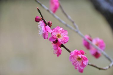 kiraz çiçekleri güzel arkaplan yakın görünüm