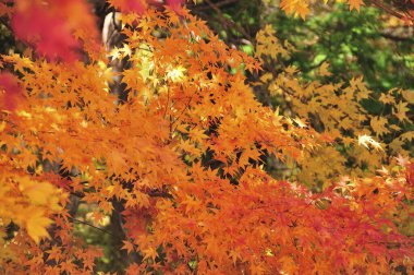 Parlak renkli sonbahar yaprakları, sonbahar bitkileri 